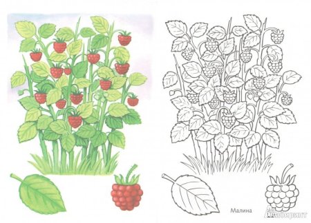 Раскраска кустарники для детей