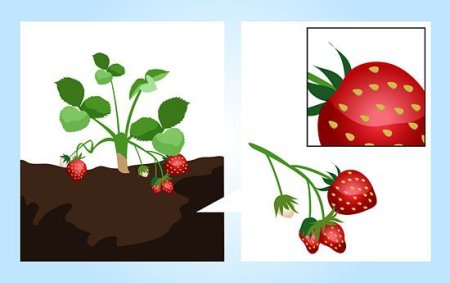 Этапы роста земляники