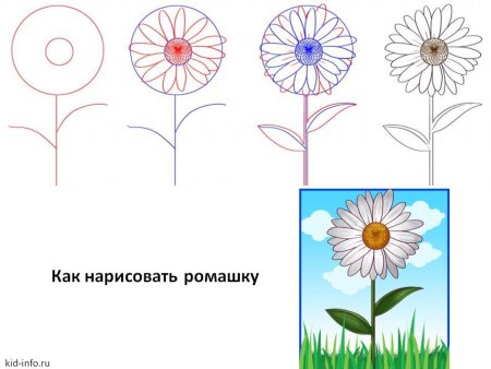Как нарисовать ромашку