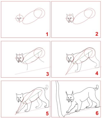Поэтапно рисование Рыся