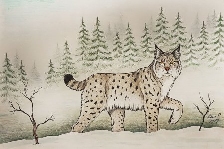 Рысь рисунок