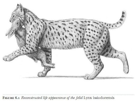 Пещерная Рысь Lynx issiodorensis