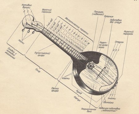 Мандолина музыкальный инструмент рисунок