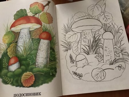 Рисунки грибов карандашом