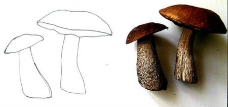 Рисуем грибы поэтапно