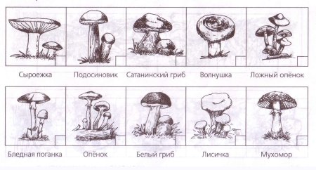 Гриб Боровик раскраска