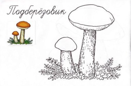 Примеры грибов рисунки