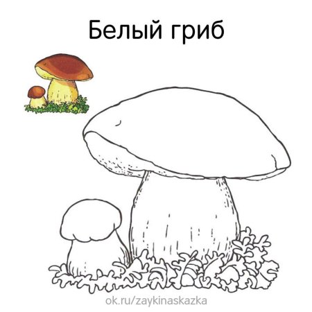 Грибы карандашом