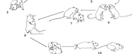 Поведения песчанок