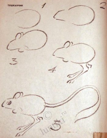 Тушканчик рисунок карандашом