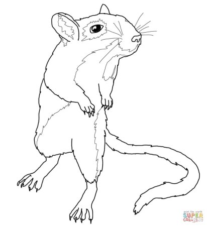 Белка этапы рисования