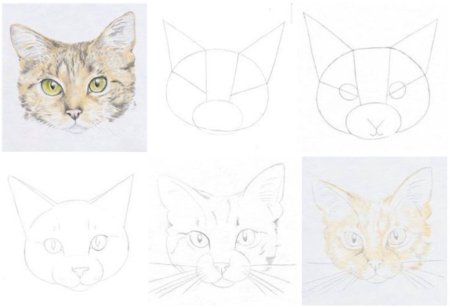 Рисование морды кота