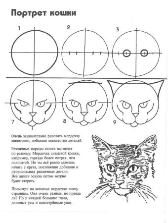 Этапы рисования кошки для дошкольников