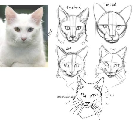 Референс головы кота спереди