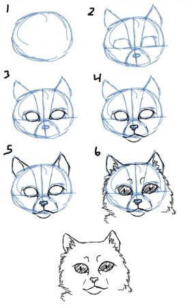Рисование головы кошки