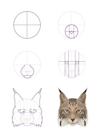 Нарисовать глаза кошки