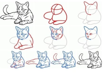 Анатомия кота для рисования голова