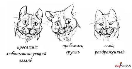 Голова кошки референс
