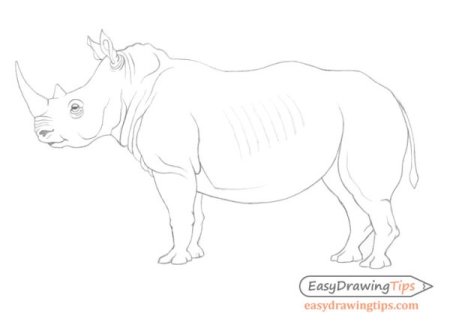Носорог для срисовки