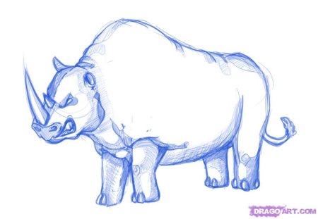 Легкие рисунки носорога