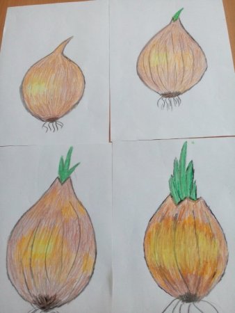 Рисование луковицы детьми