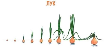 Цикл развития репчатого лука