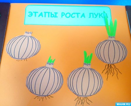 Лэпбук рост лука