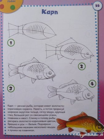 Поэтапное рисование карася
