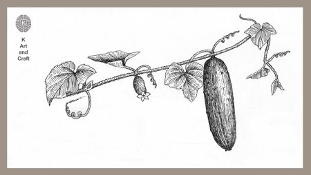 Огурец карандашом