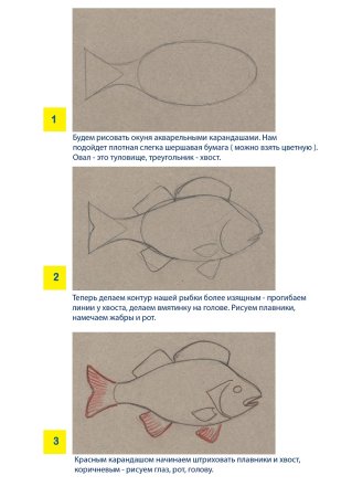 Как нарисовать окуня карандашом поэтапно