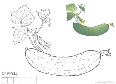 Этапы роста огурца