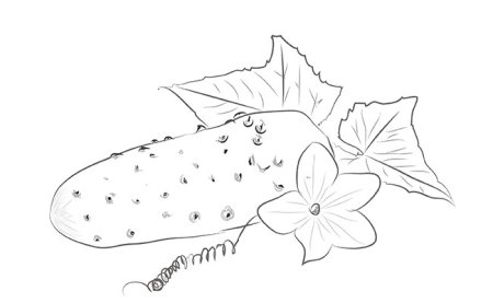 Огурец растение рисунок