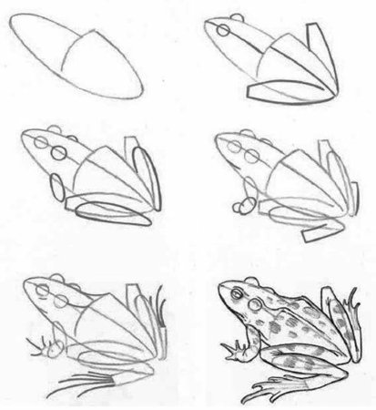 Как нарисовать лягушку ребенку