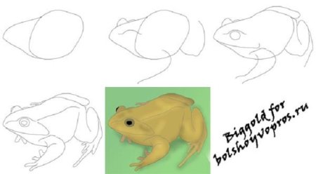 Лягушка схема рисунка для детей