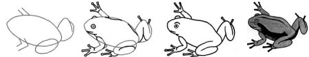 Рисунок лягушки для детей легкий