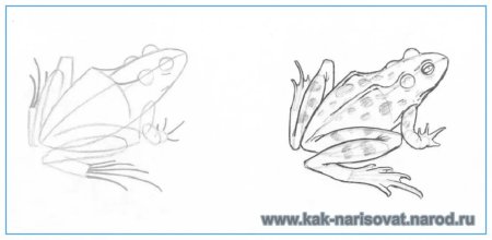 Нарисовать лягушку поэтапно