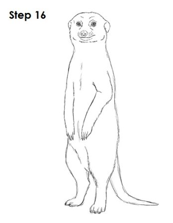 Сурикат раскраска