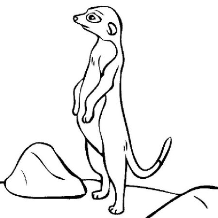 Сурикат раскраска