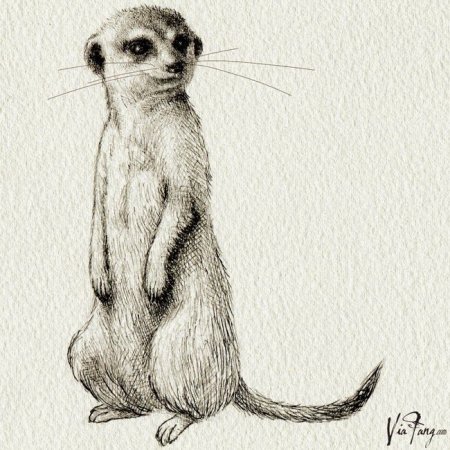 Сурикат нарисованный