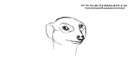 Рисунок суриката пошагово
