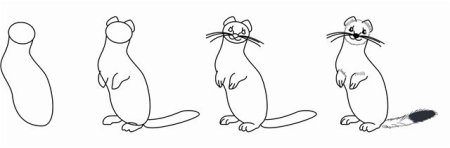 Сурикаты Наброски