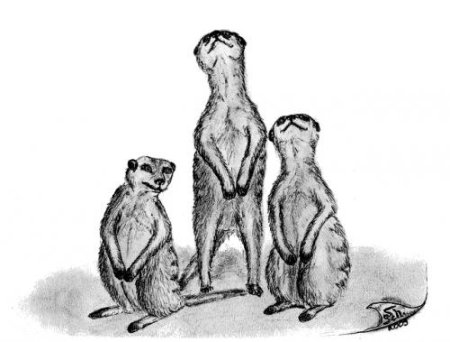 Сурикаты раскраска