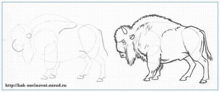 Уроки рисования ЗУБР