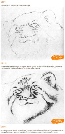 Поэтапное рисование манула