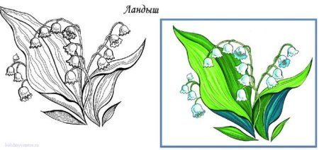 Ландыш рисунок карандашом