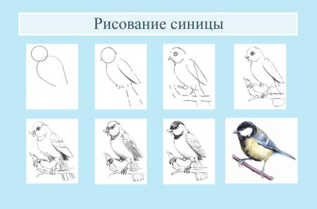 Последовательность рисования синицы