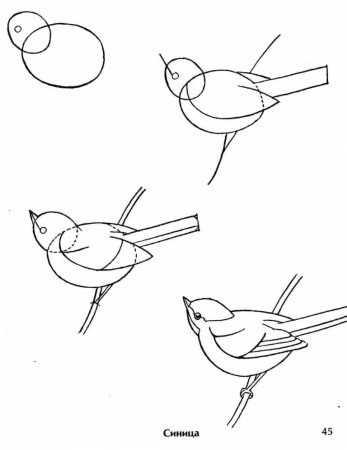 Поэтапность рисунка Снегирь