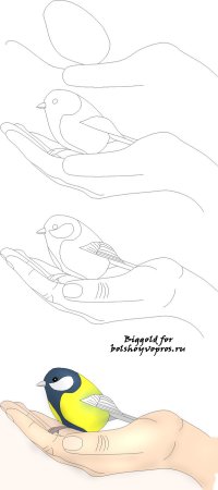 Уроки рисования птиц