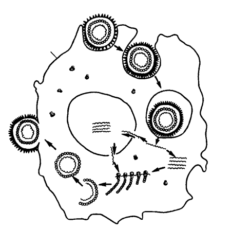 Стадии репродукции вирусов микробиология