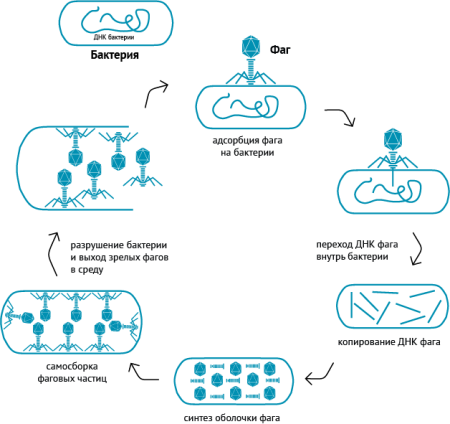 Схема взаимодействия бактериофага с бактериальной клеткой